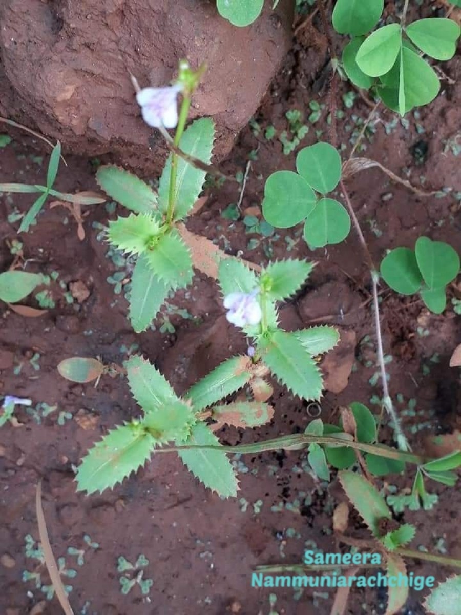 Bonnaya ciliata (Colsm.) Spreng.
